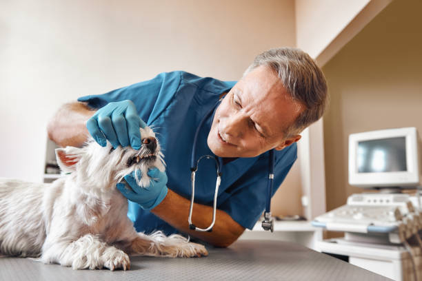 Best Emergency Dental Care for Trauma or Injury in Landis, NC
